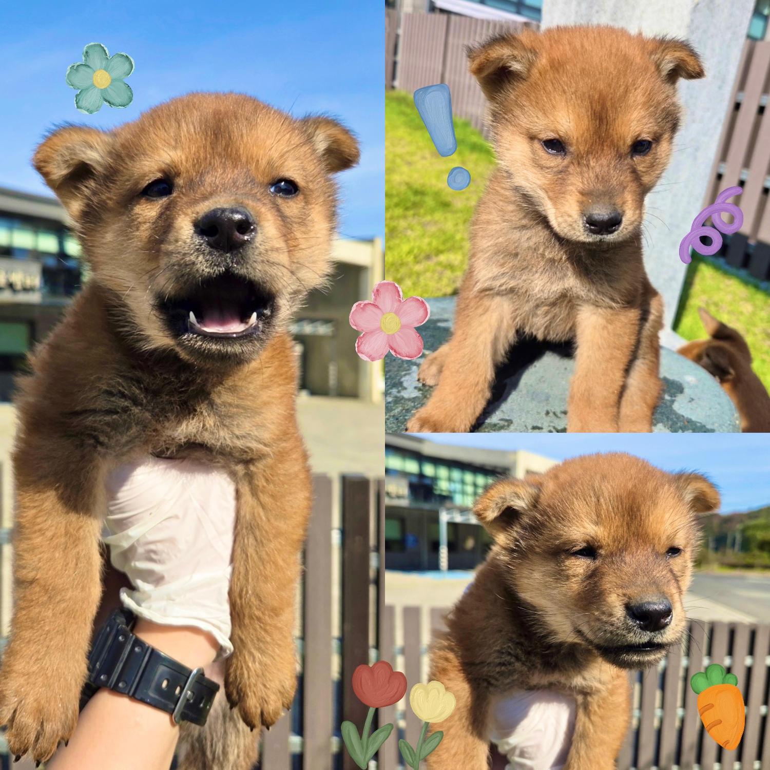 보호중 믹스견의 가…