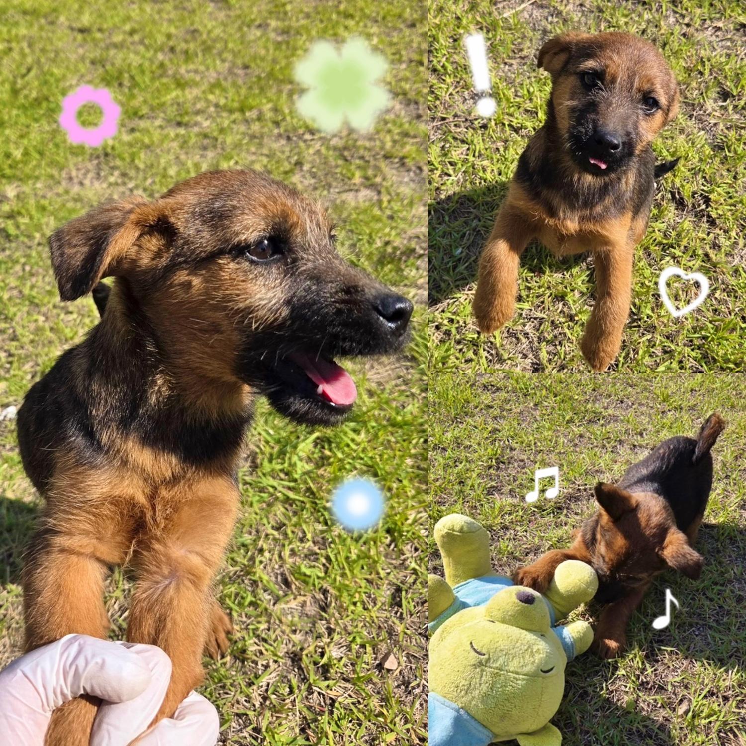 보호중 믹스견의 가…