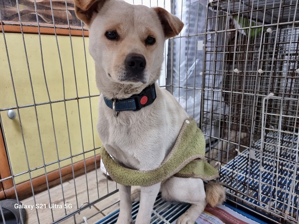 종료(반환) 믹스견…