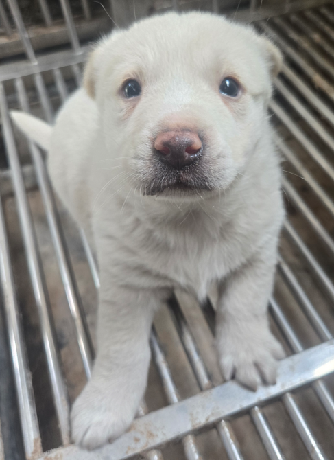 의령군 동물보호센터_448539202500320