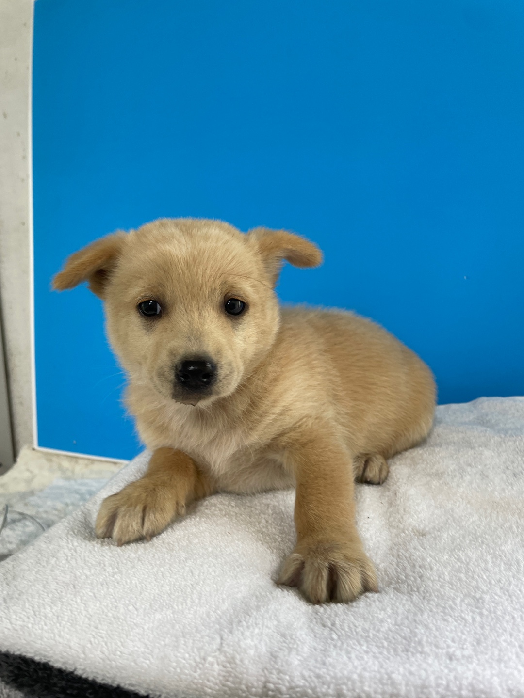 보호중 믹스견의 가…