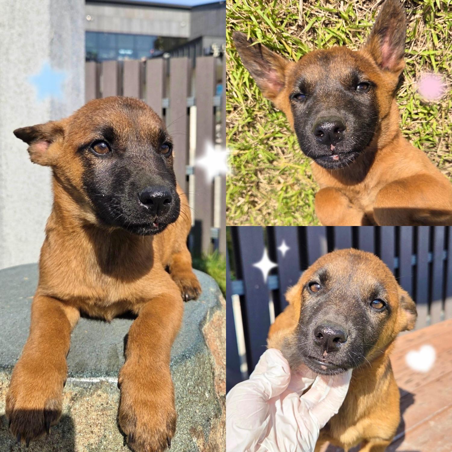 경주동물사랑보호센터_447505202501529