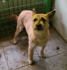 보호중 믹스견의 가…