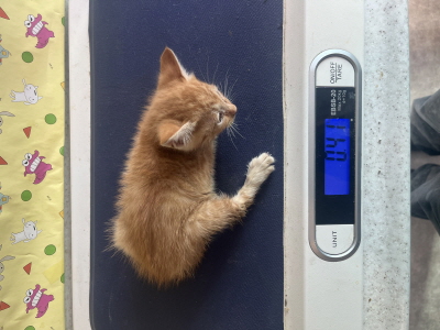 (사)동부동물보호협회_426330202500400