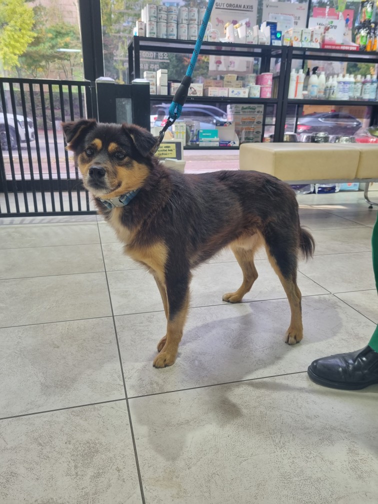 종료(반환) 믹스견…