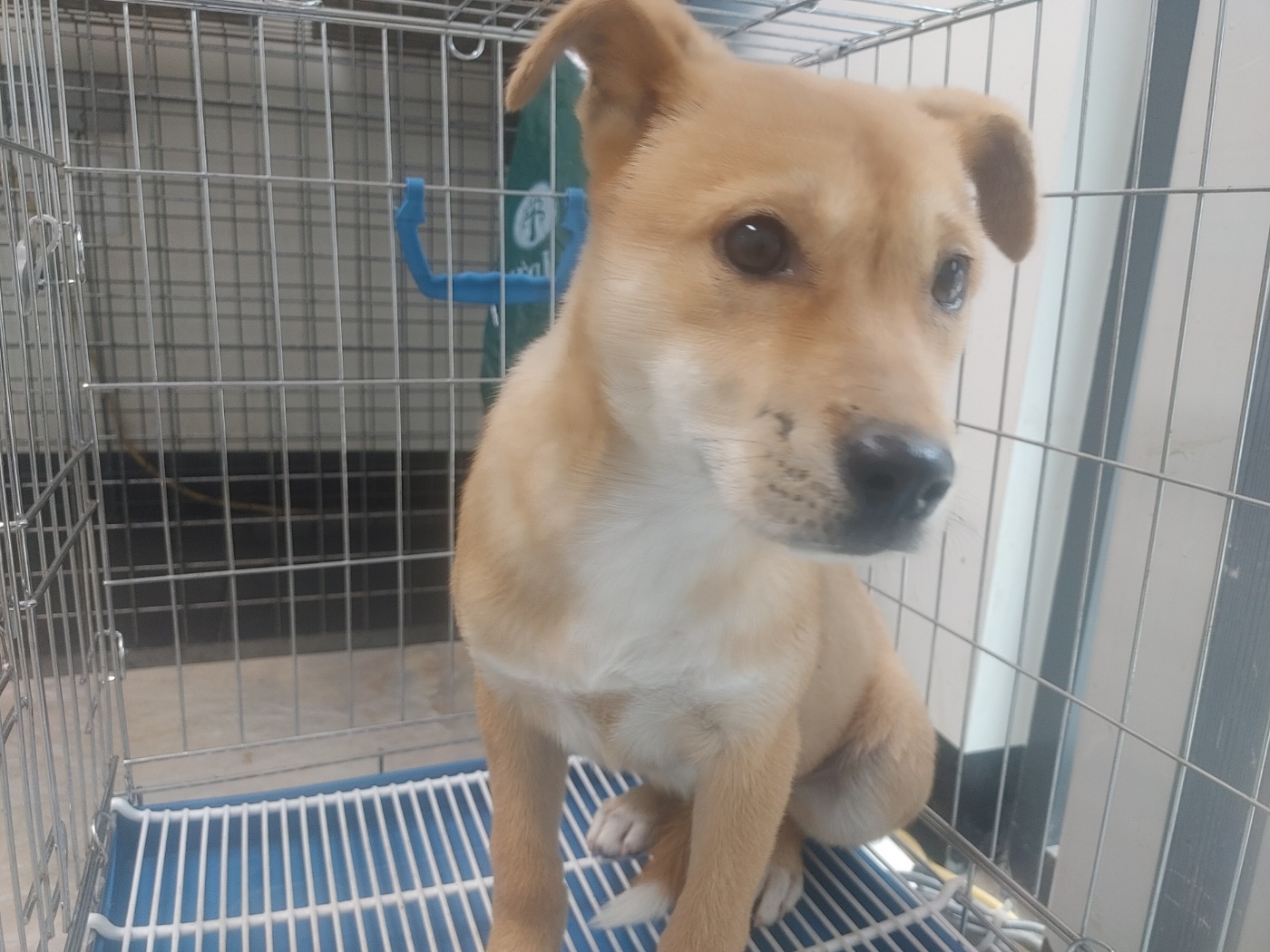 종료(기증) 믹스견…