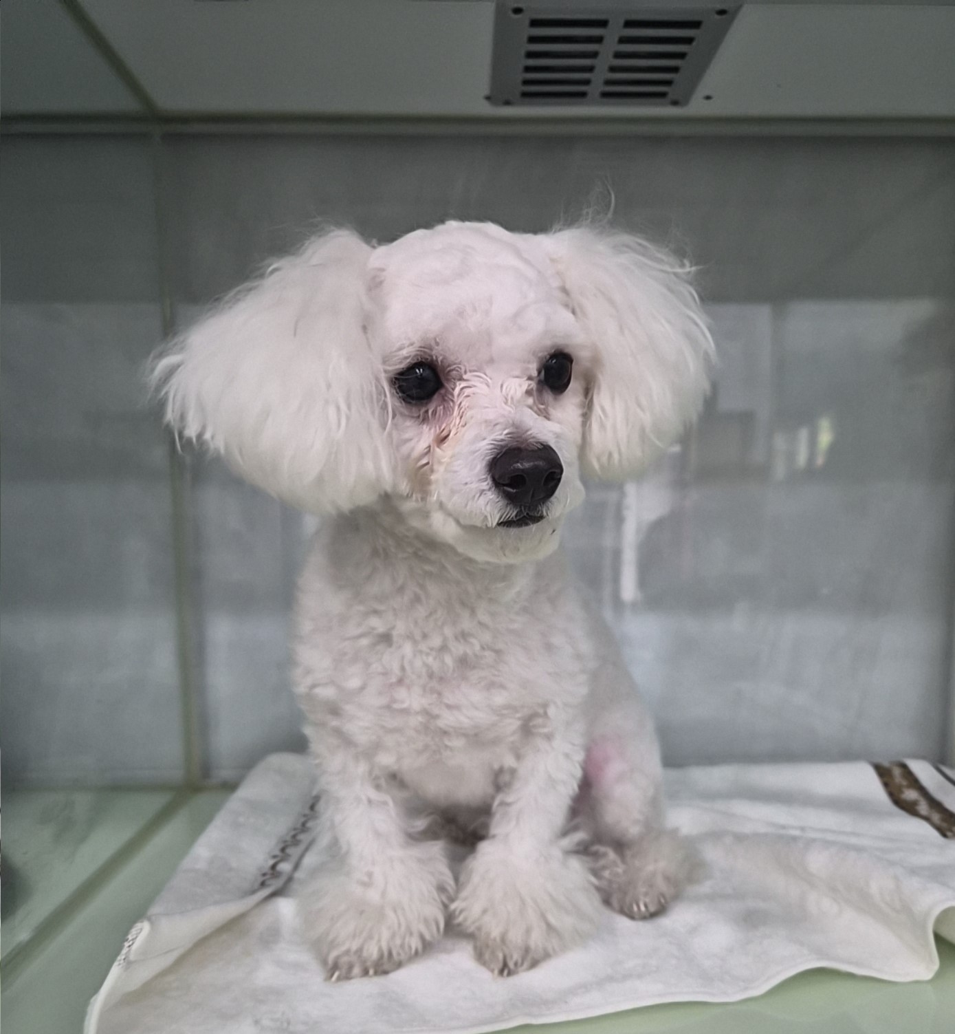 종료(반환) 비숑 …