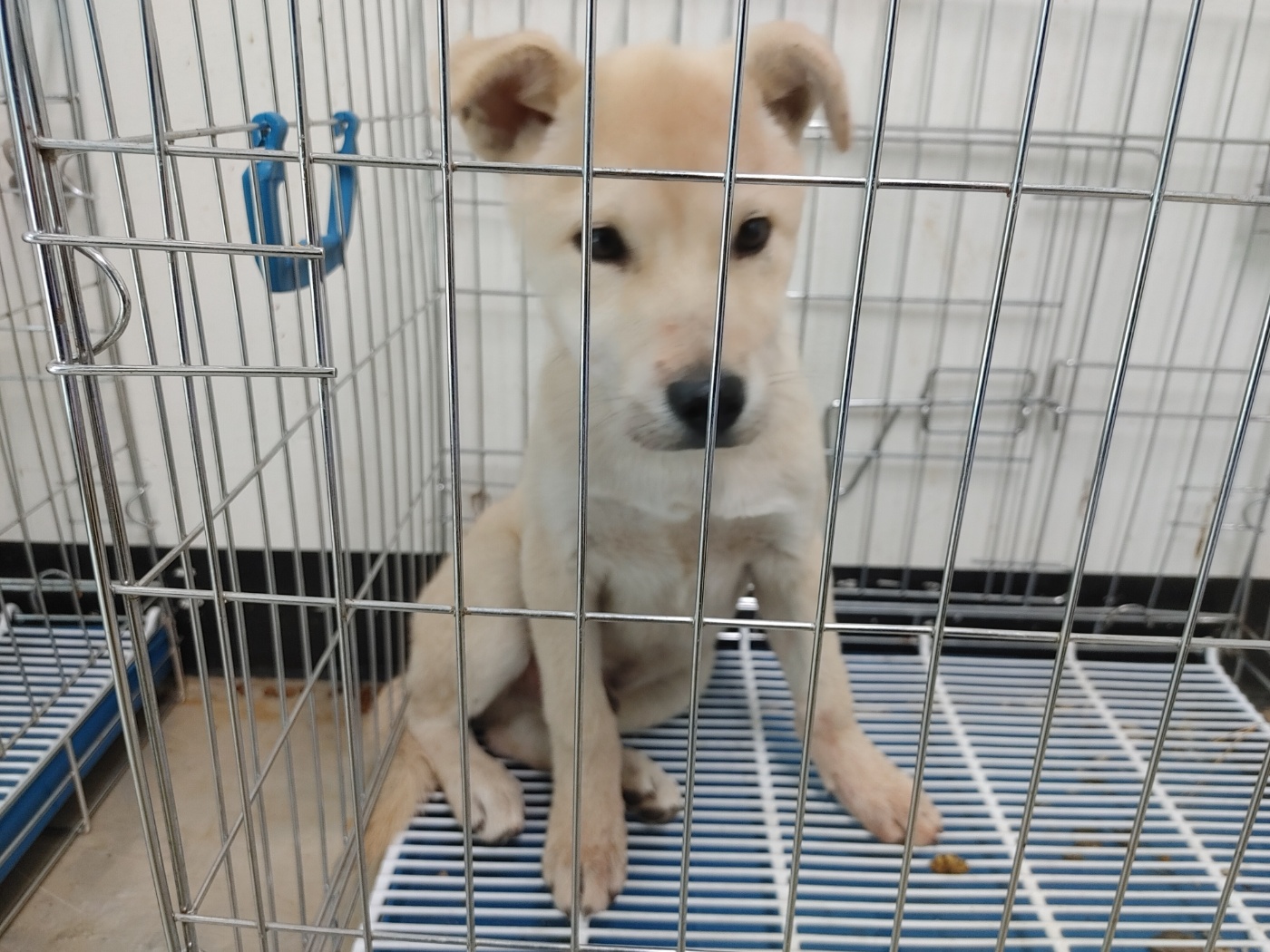 고양시동물보호센터_441394202502393
