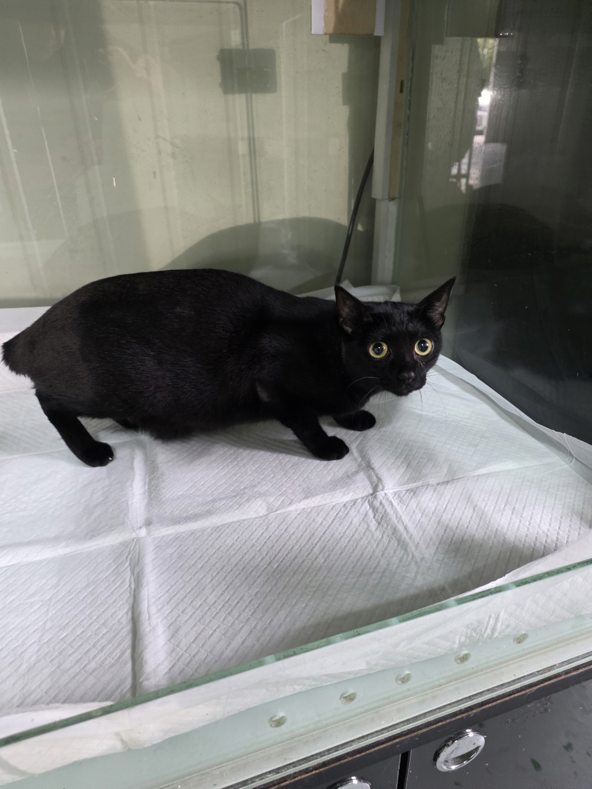 부산동물보호센터_426332202500801