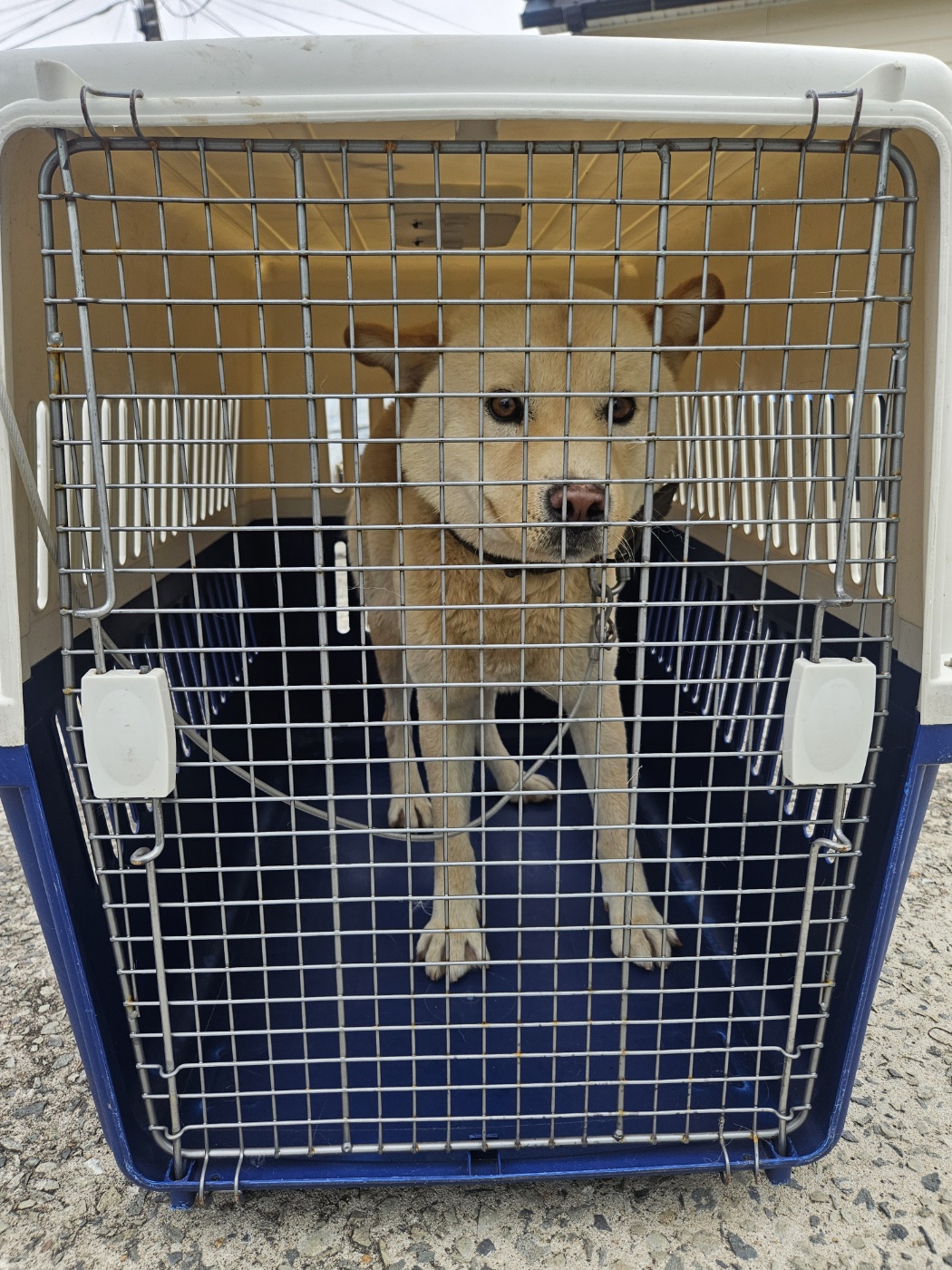 보호중 믹스견의 가…