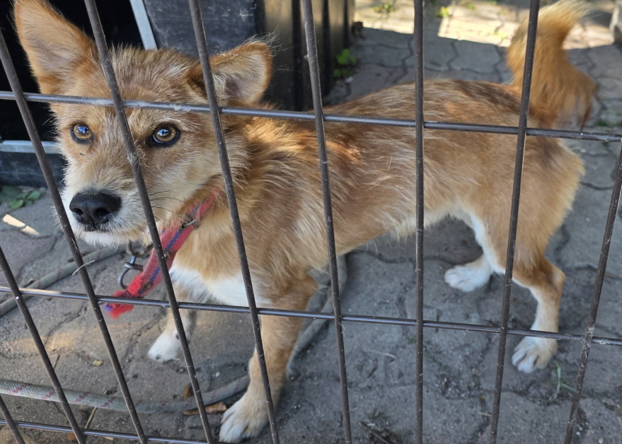 종료(안락사) 믹스…