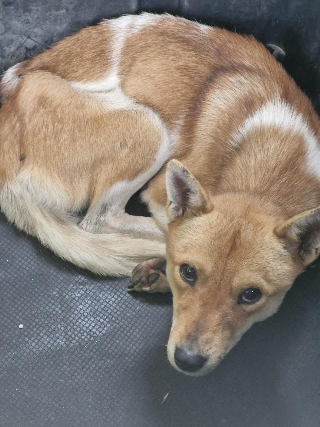 보호중 믹스견의 가…