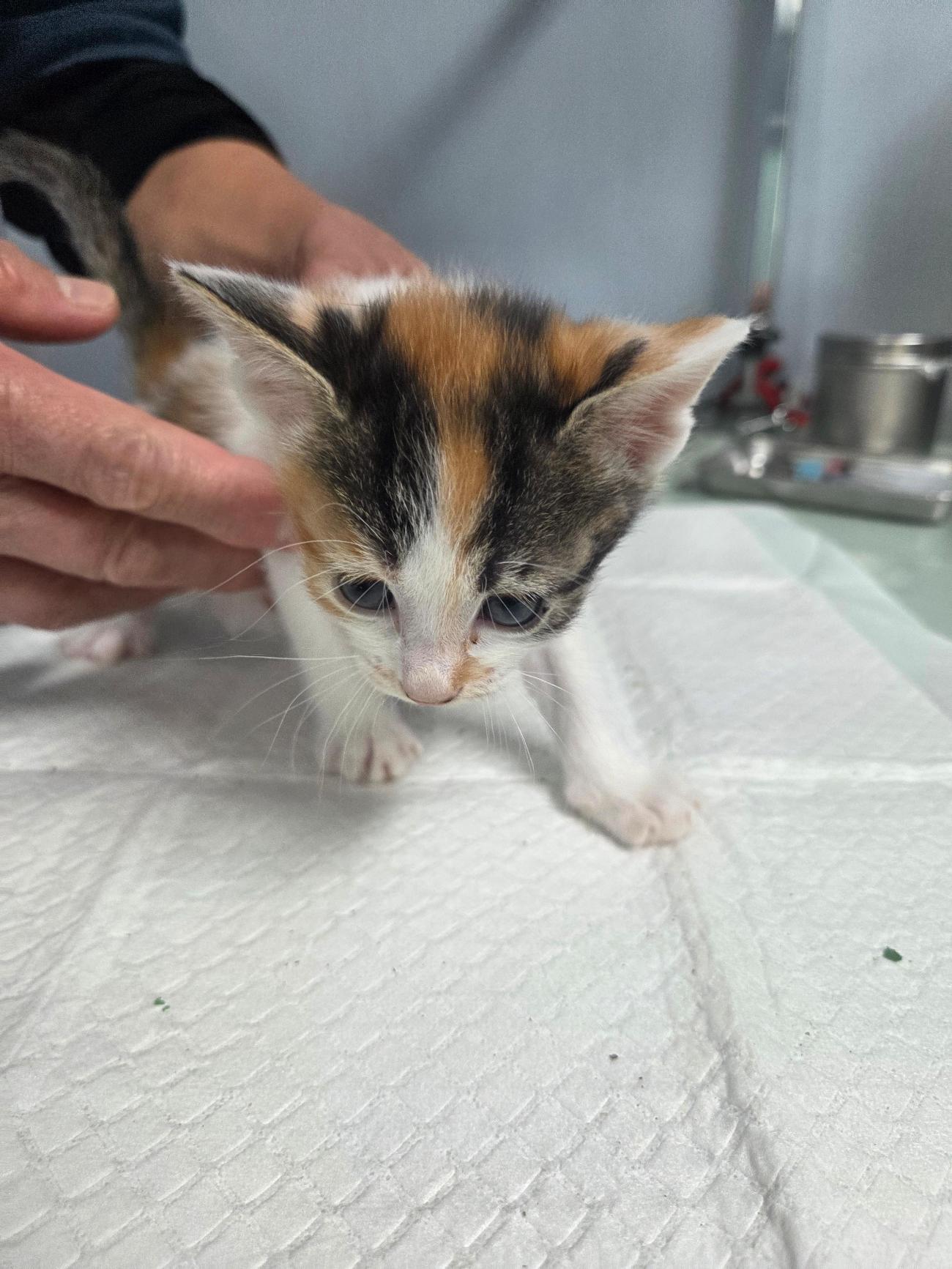 나주유기동물보호센터_446483202501792