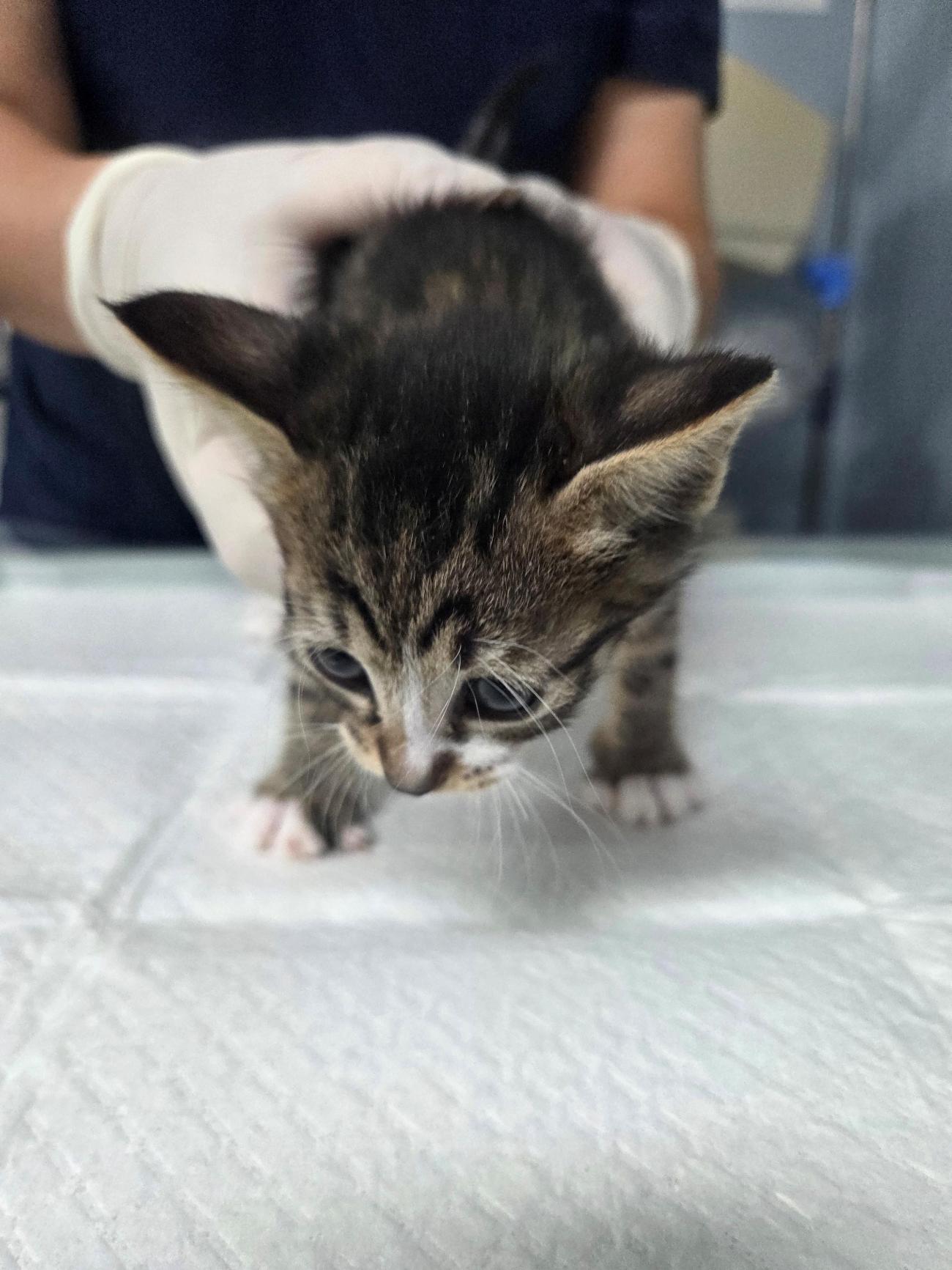 나주유기동물보호센터_446483202501789