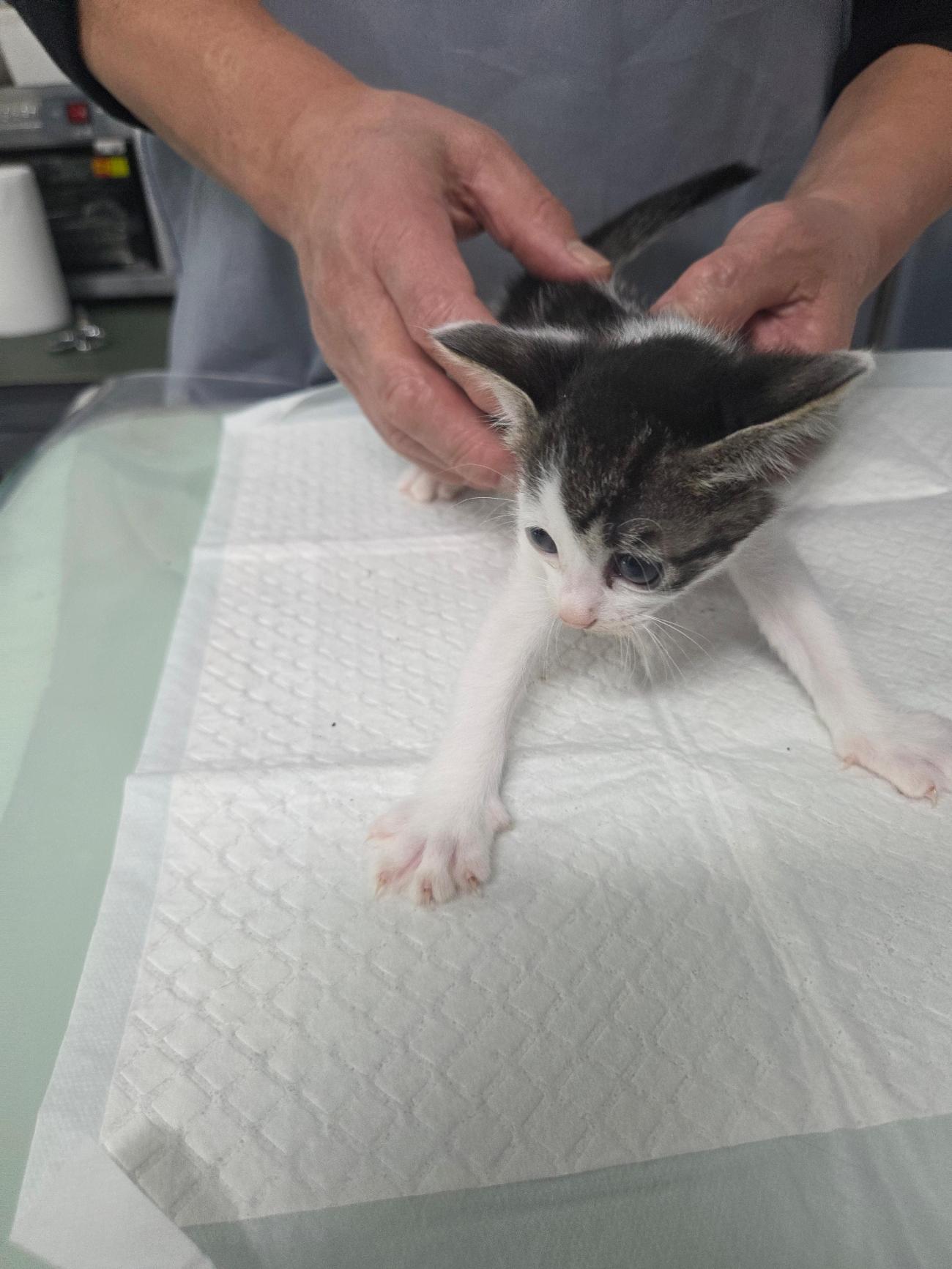 종료(자연사) 한국…