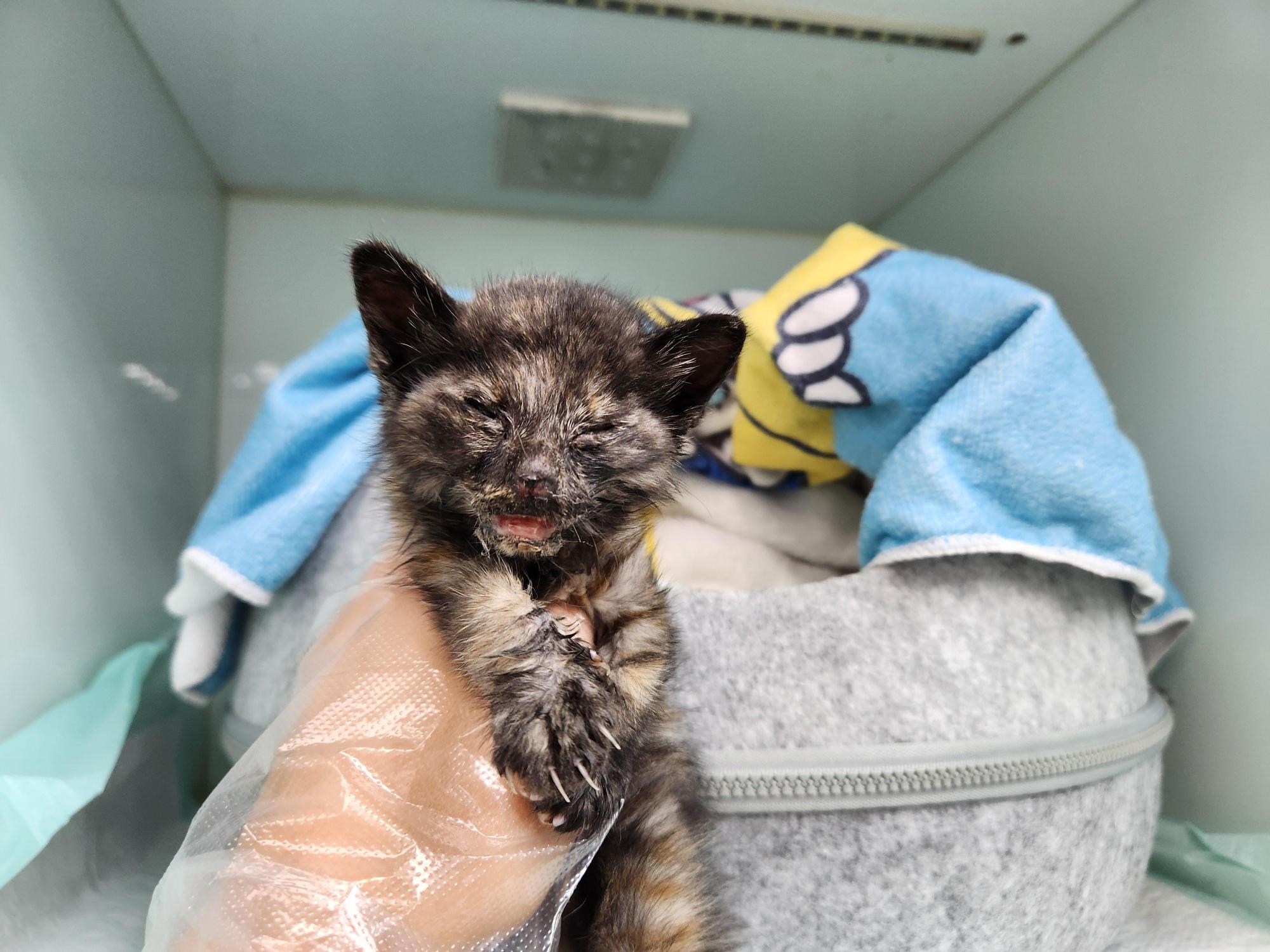 광주TNR동물병원송정_441554202501677