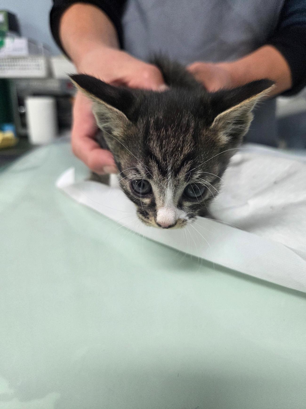 종료(자연사) 한국…