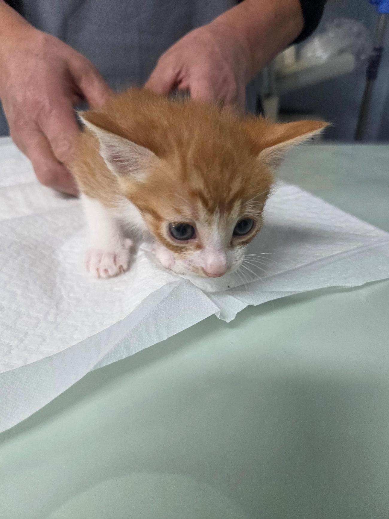 나주유기동물보호센터_446483202501794