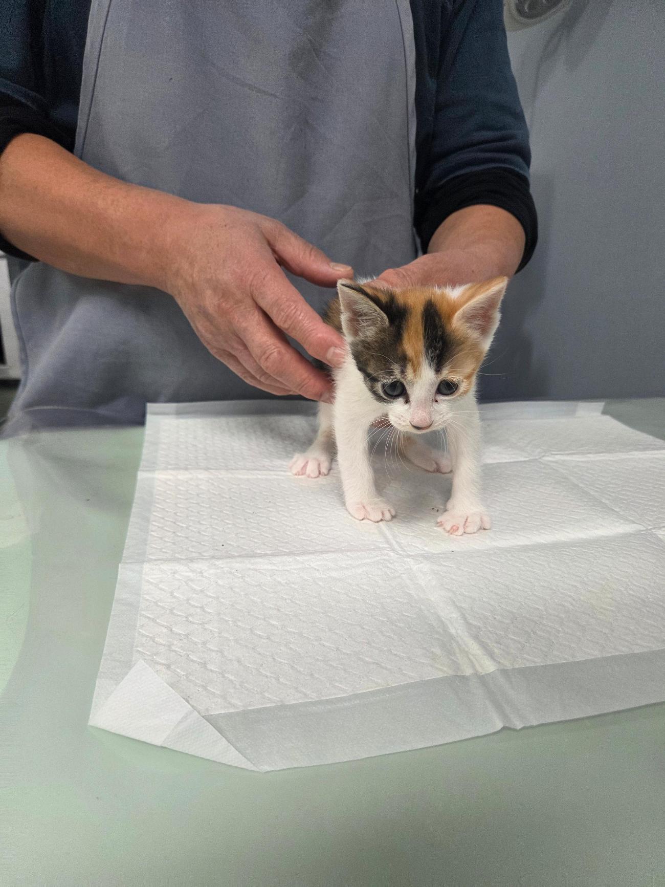 나주유기동물보호센터_446483202501790