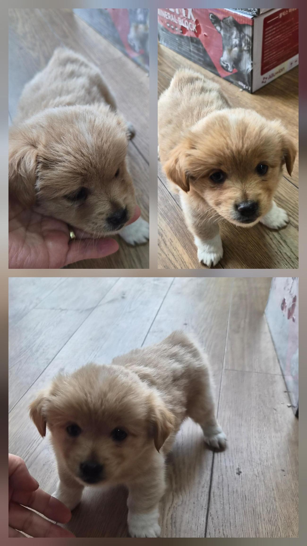 종합축산_447512202500654