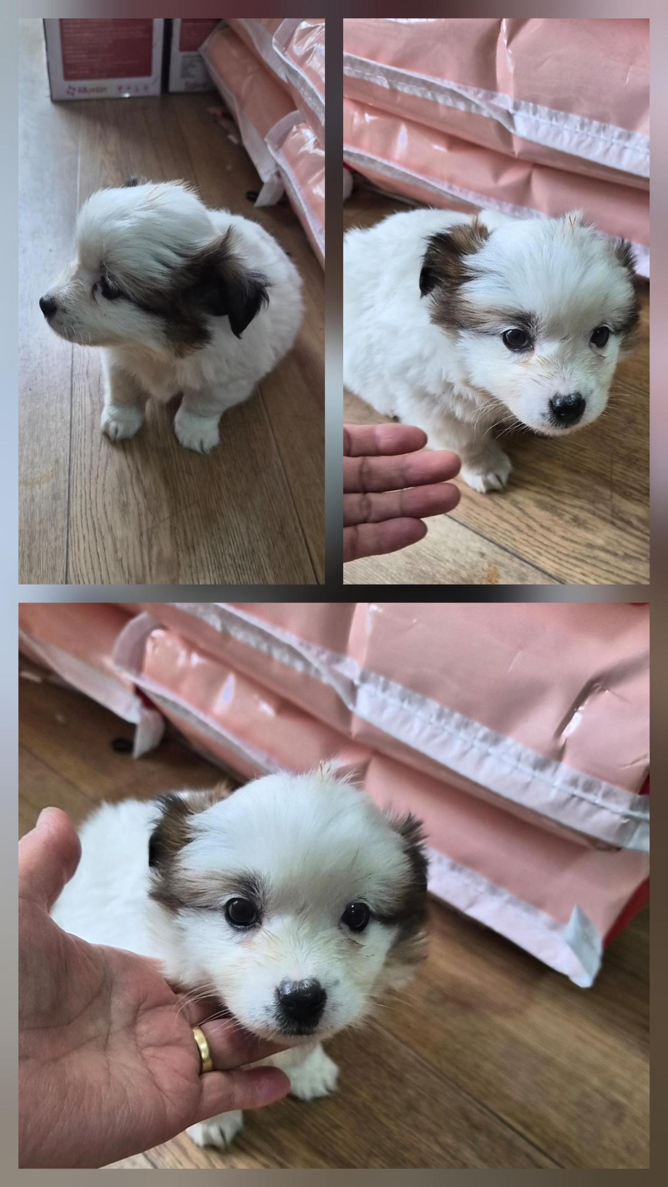 종료(입양) 믹스견…