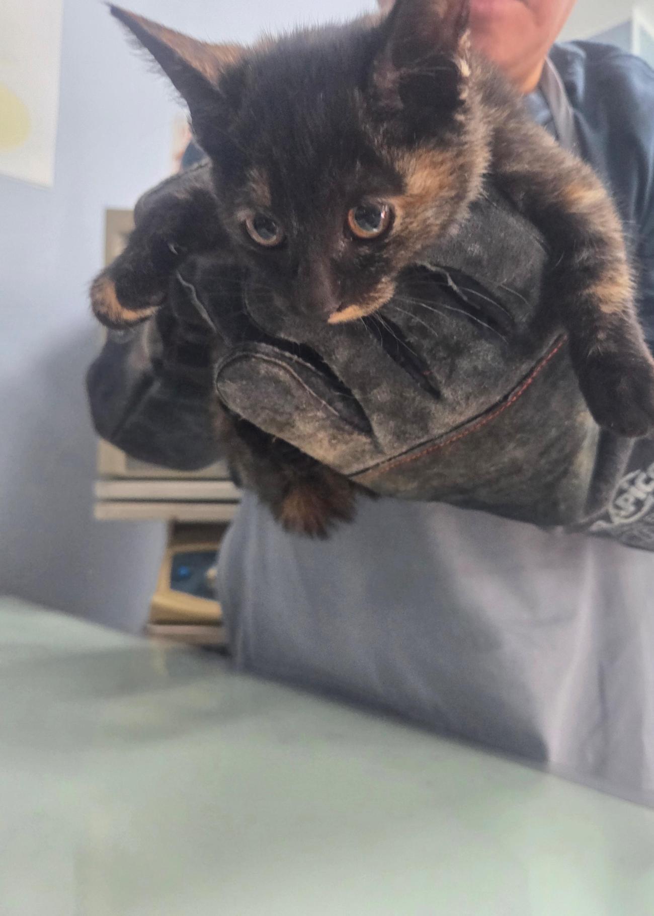 나주유기동물보호센터_446483202501796