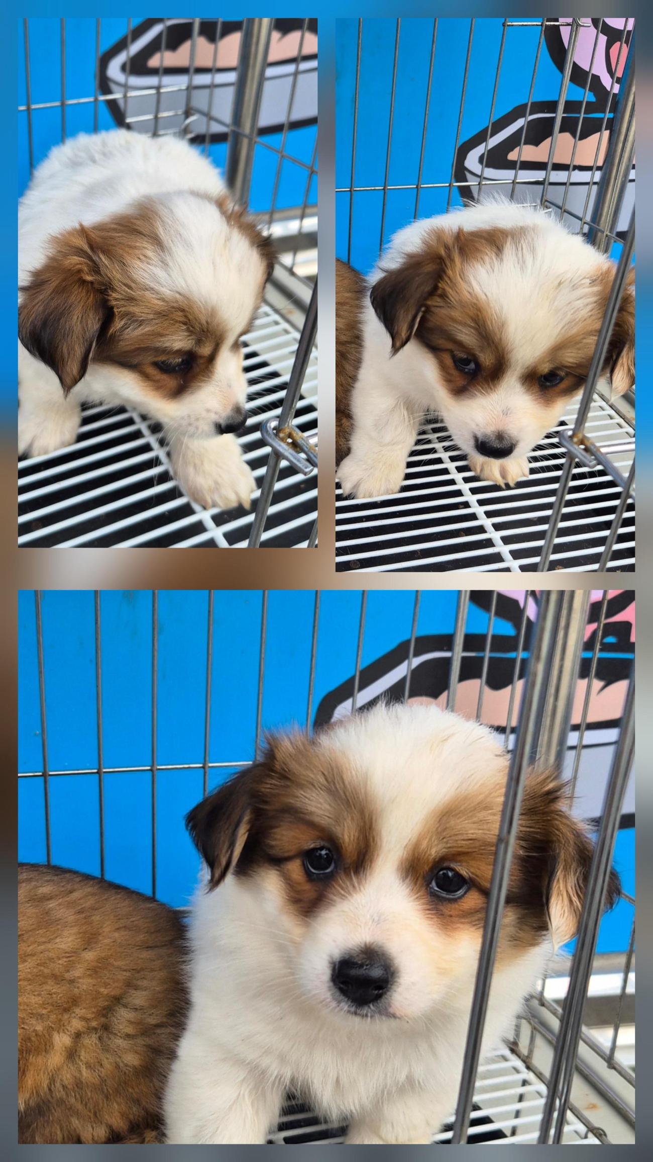 종료(입양) 믹스견…