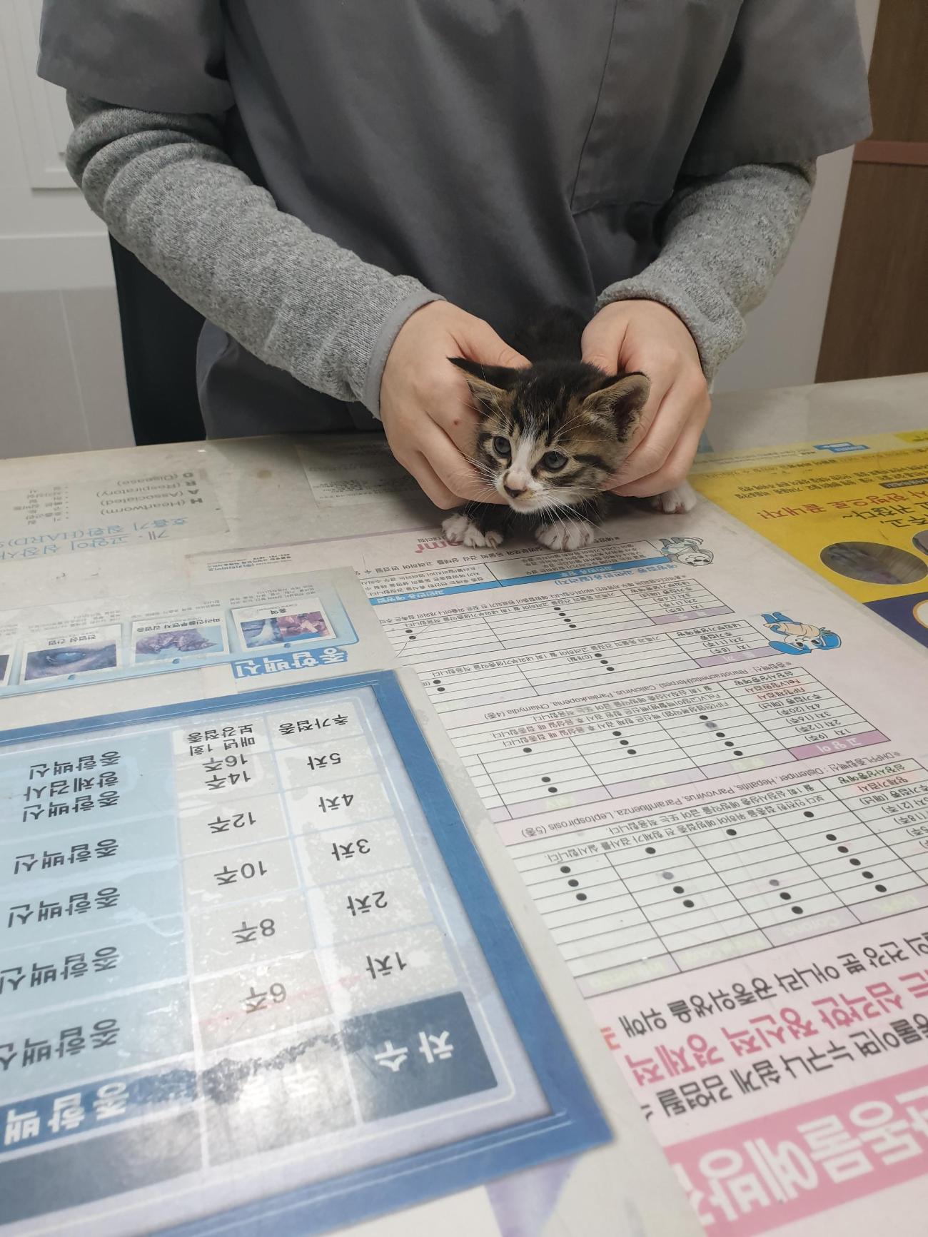 대구시수의사회(평리)_427343202501007