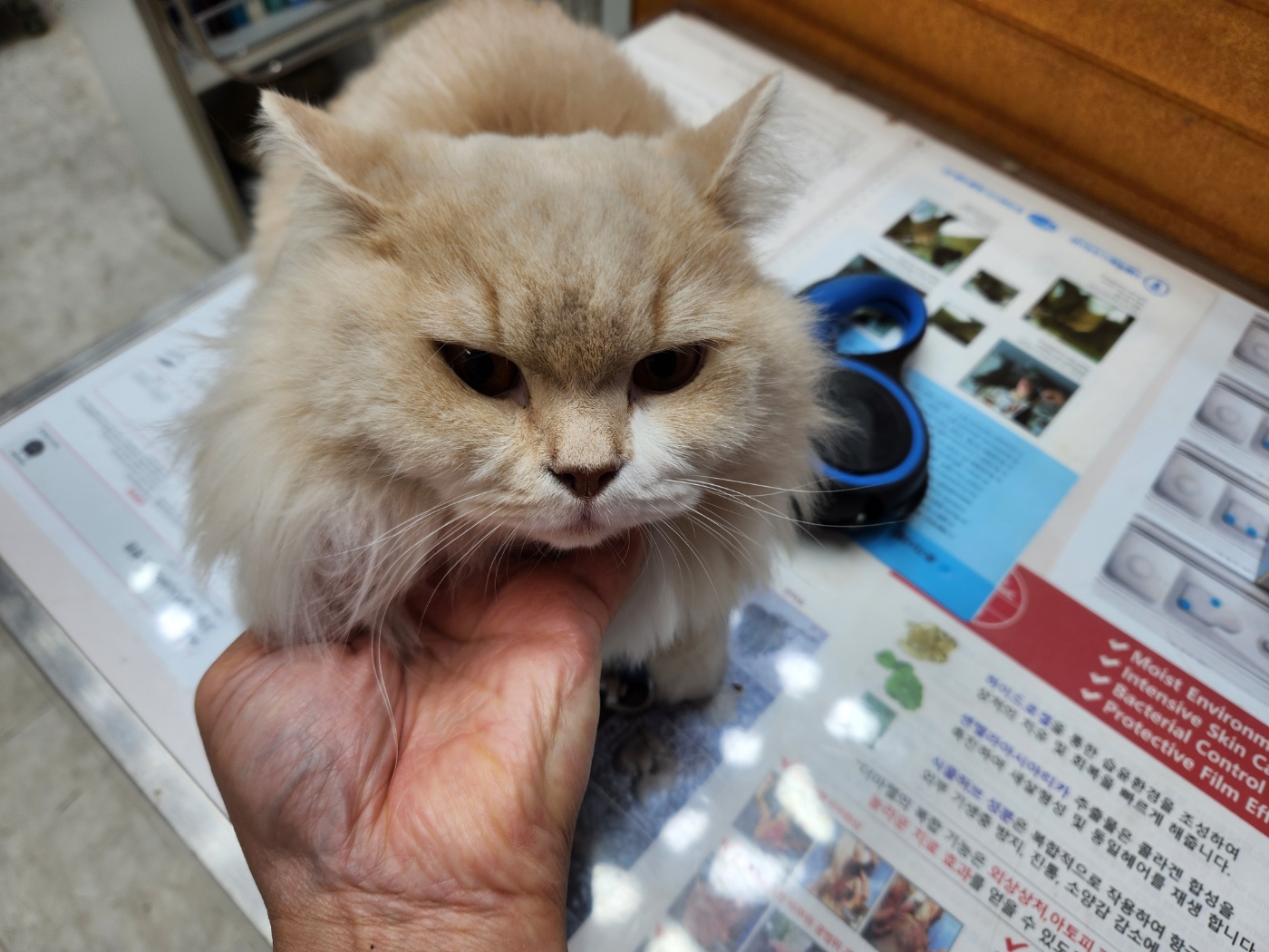 종료(반환) 페르시…