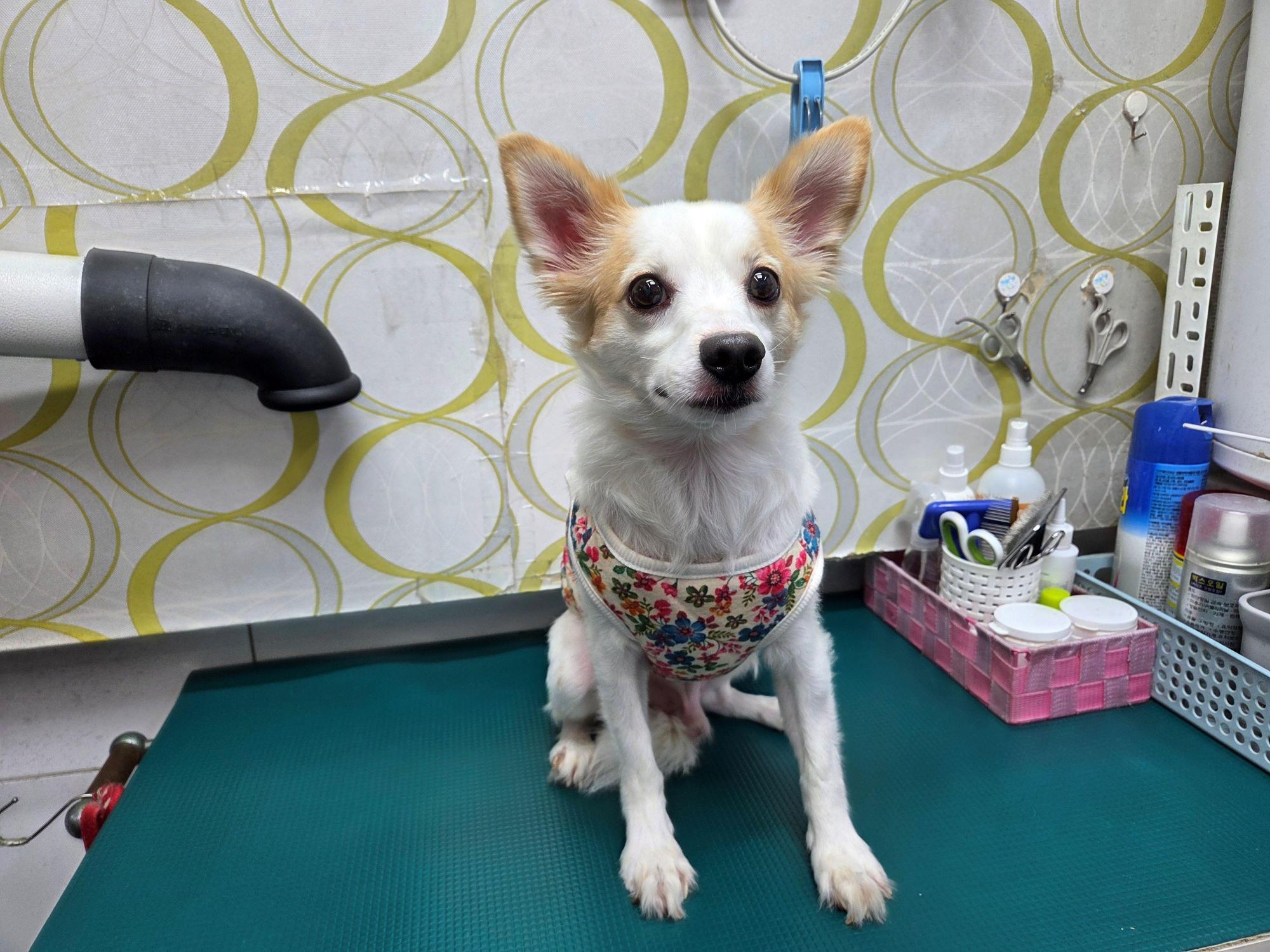 종료(입양) 믹스견…