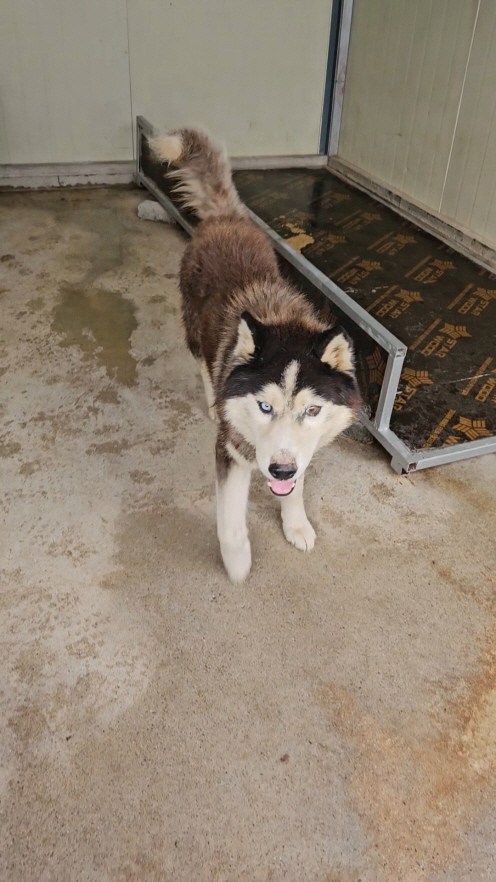 보호중 시베리안 허…