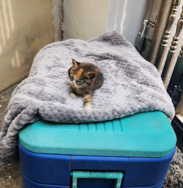 종료(입양) 한국 …