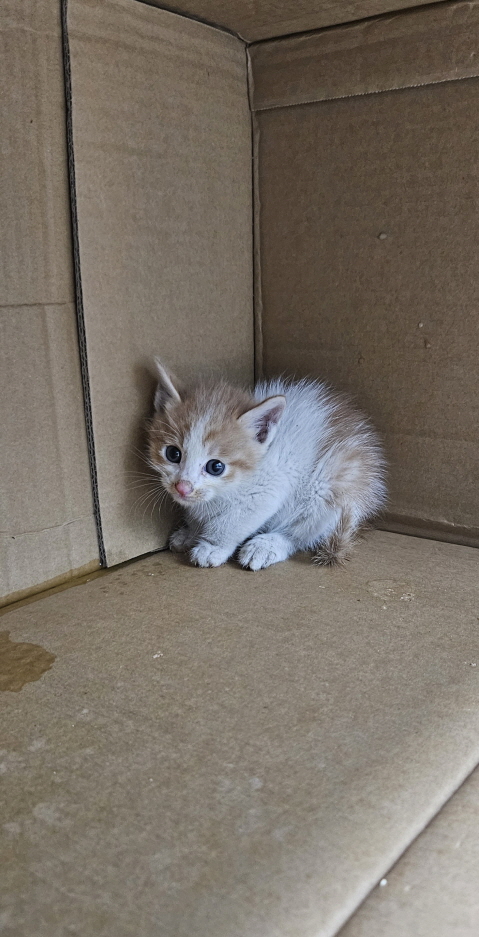 익산유기동물보호소_445468202502975