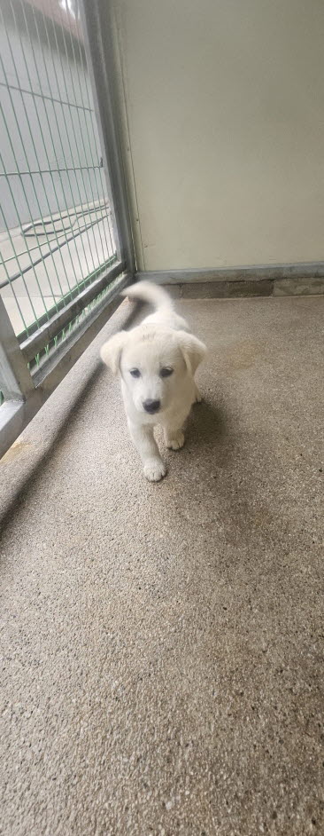 익산유기동물보호소_445468202502972