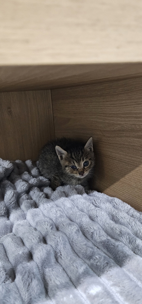 보호중 한국 고양이…