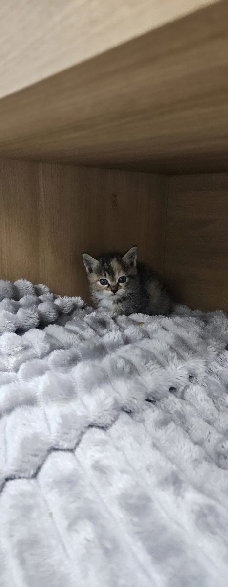 익산유기동물보호소_445468202502978