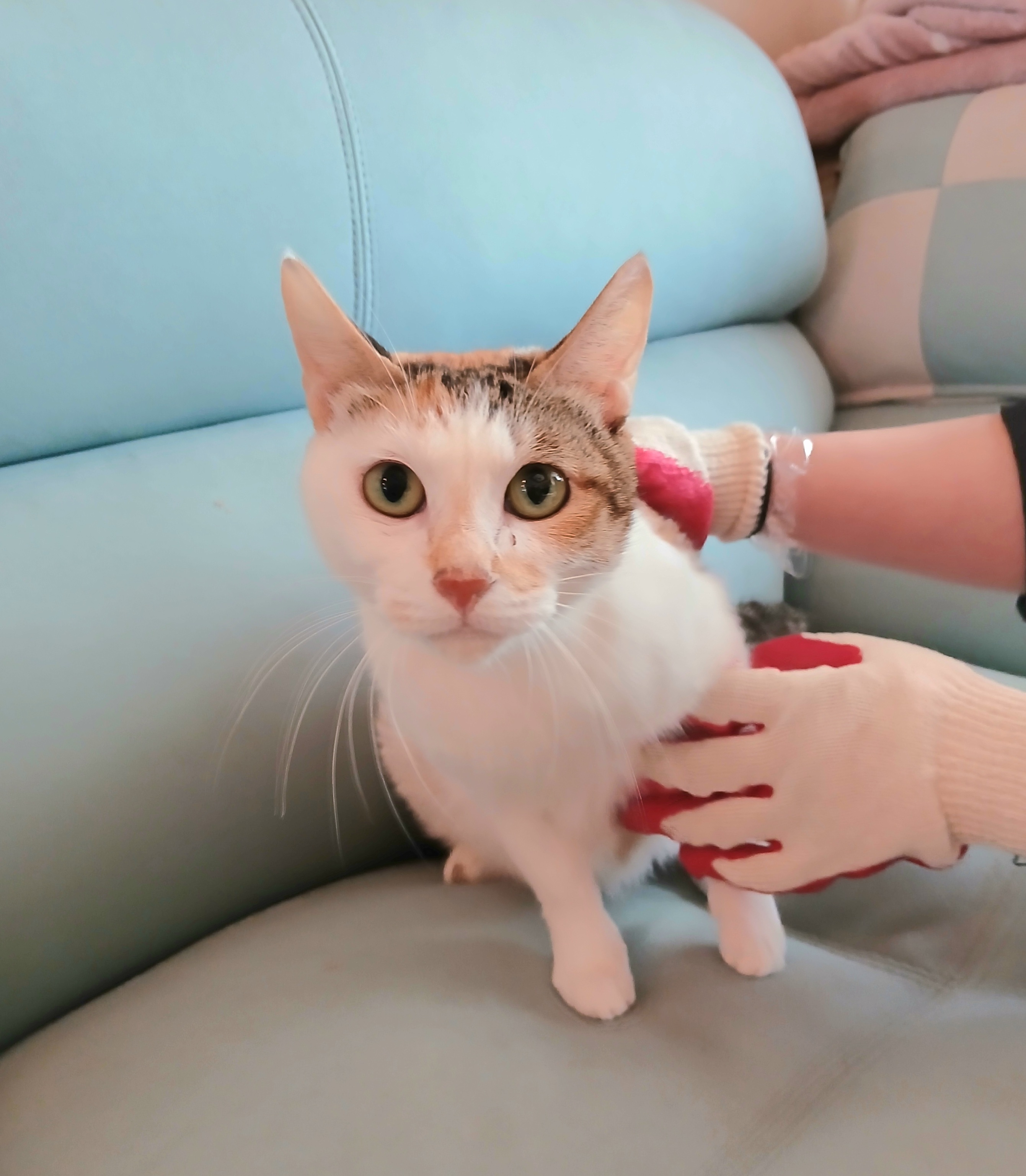 금왕동물병원_443447202501130