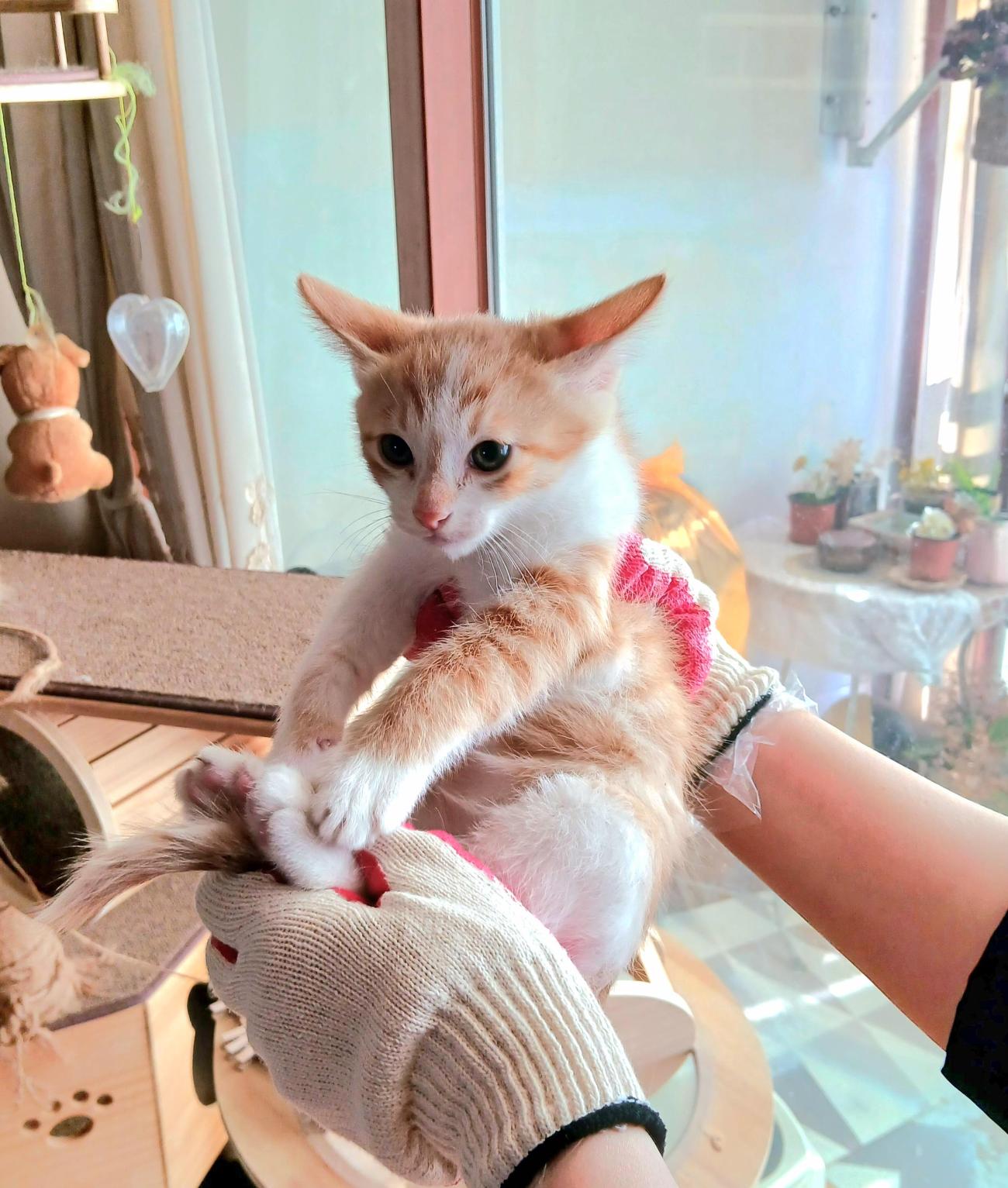 보호중 믹스묘의 가…