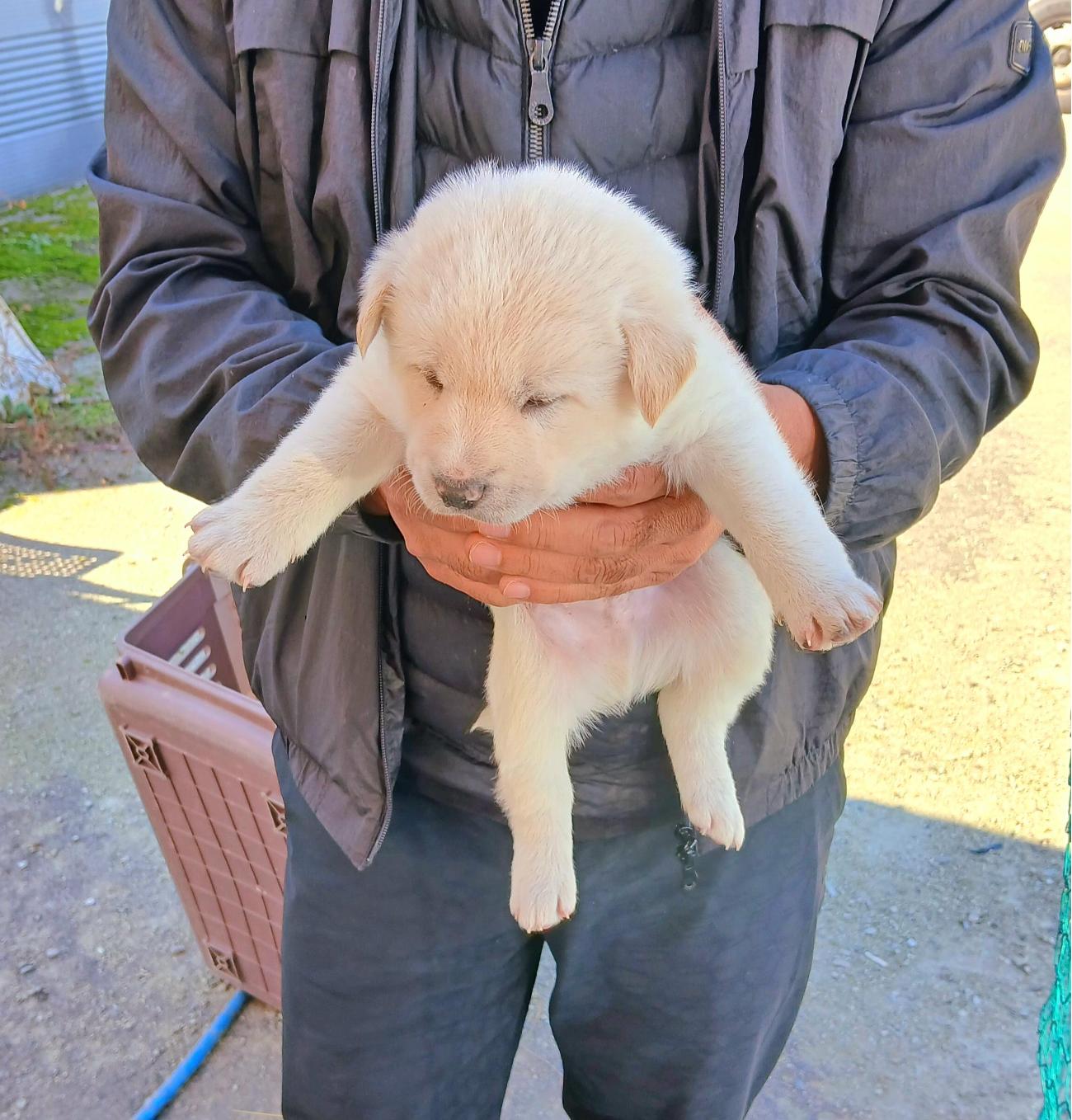 보호중 믹스견의 가…