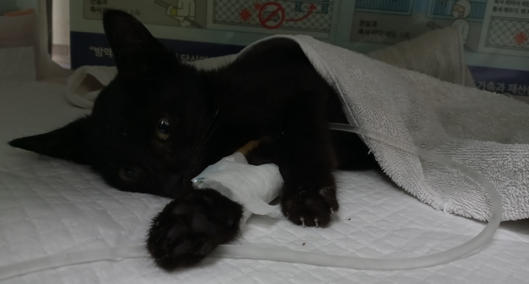 산타클라라동물병원_431369202500721