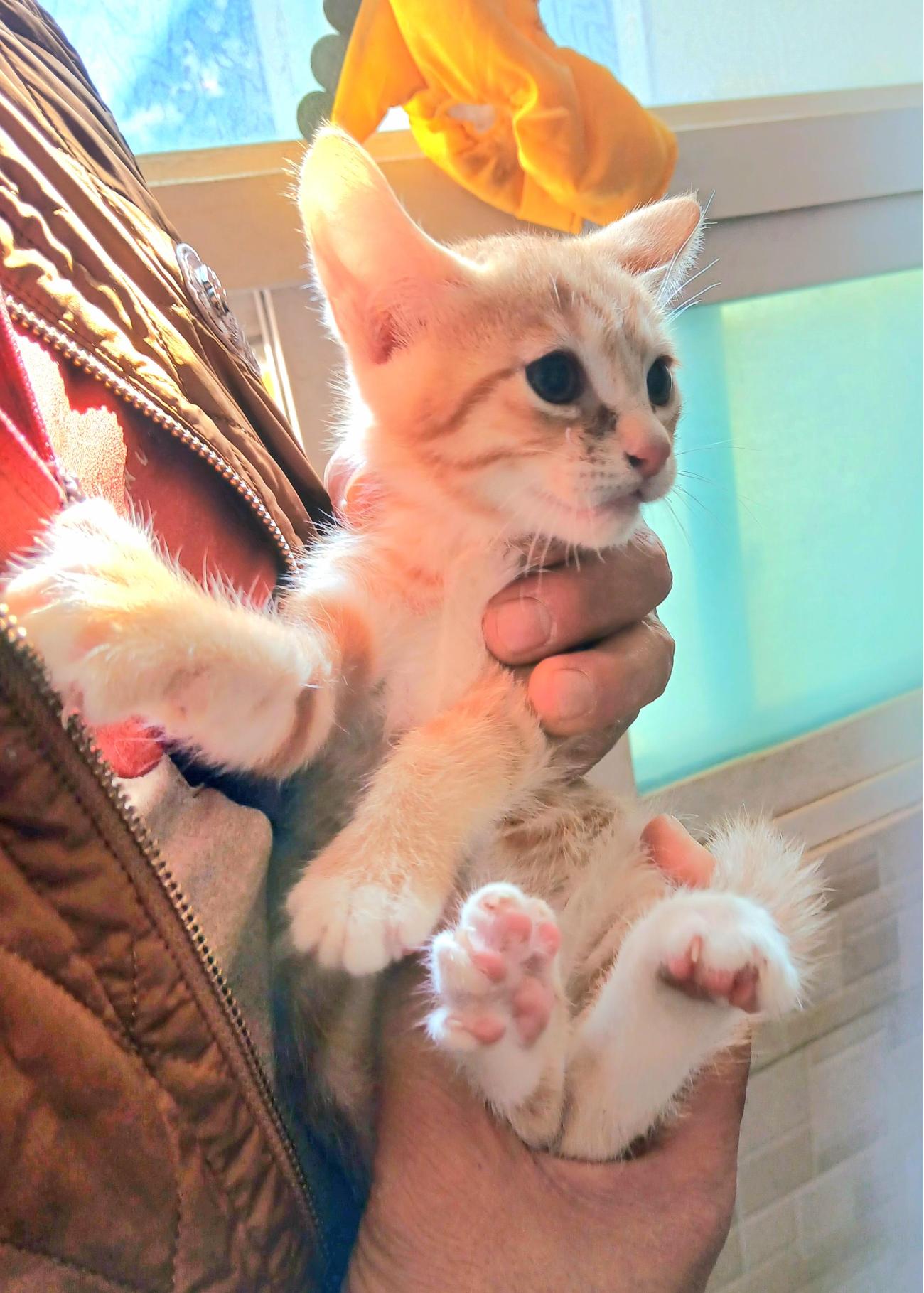 보호중 믹스묘의 가…