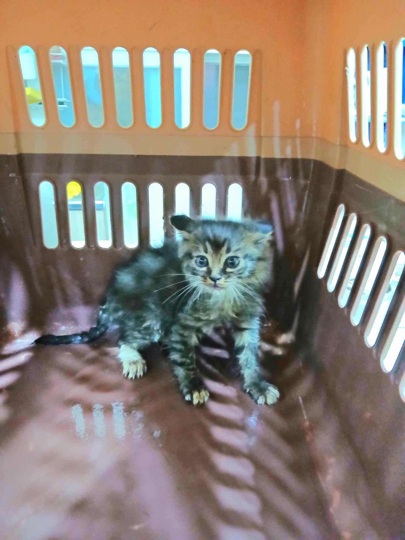 금왕동물병원_443447202501125