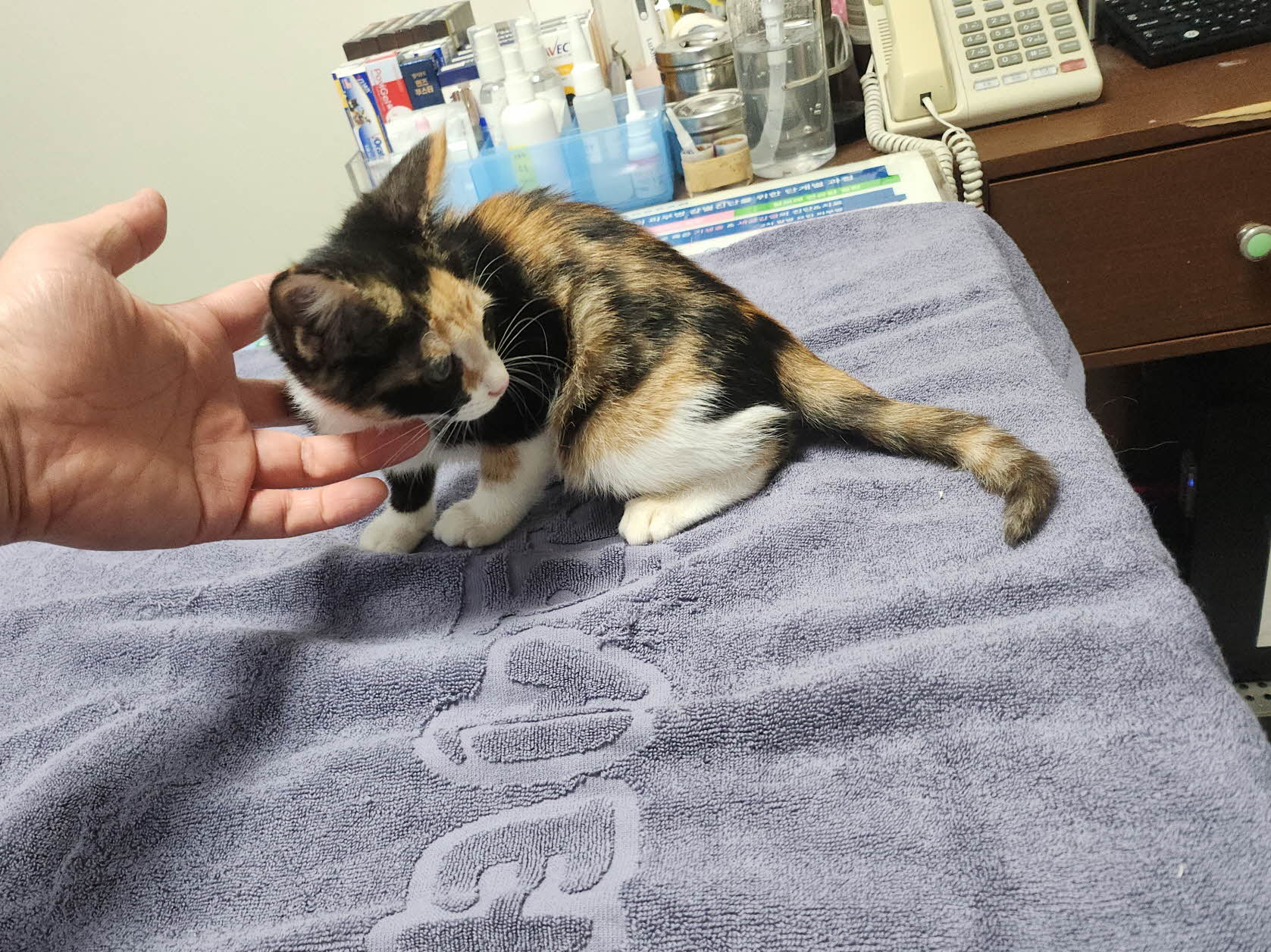 종료(입양) 한국 …