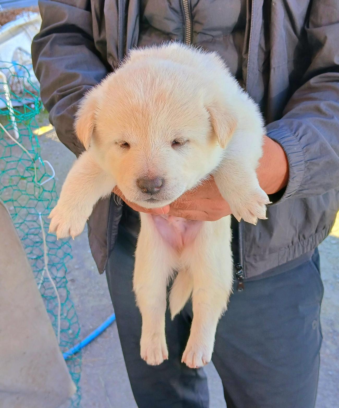 금왕동물병원_443447202501127