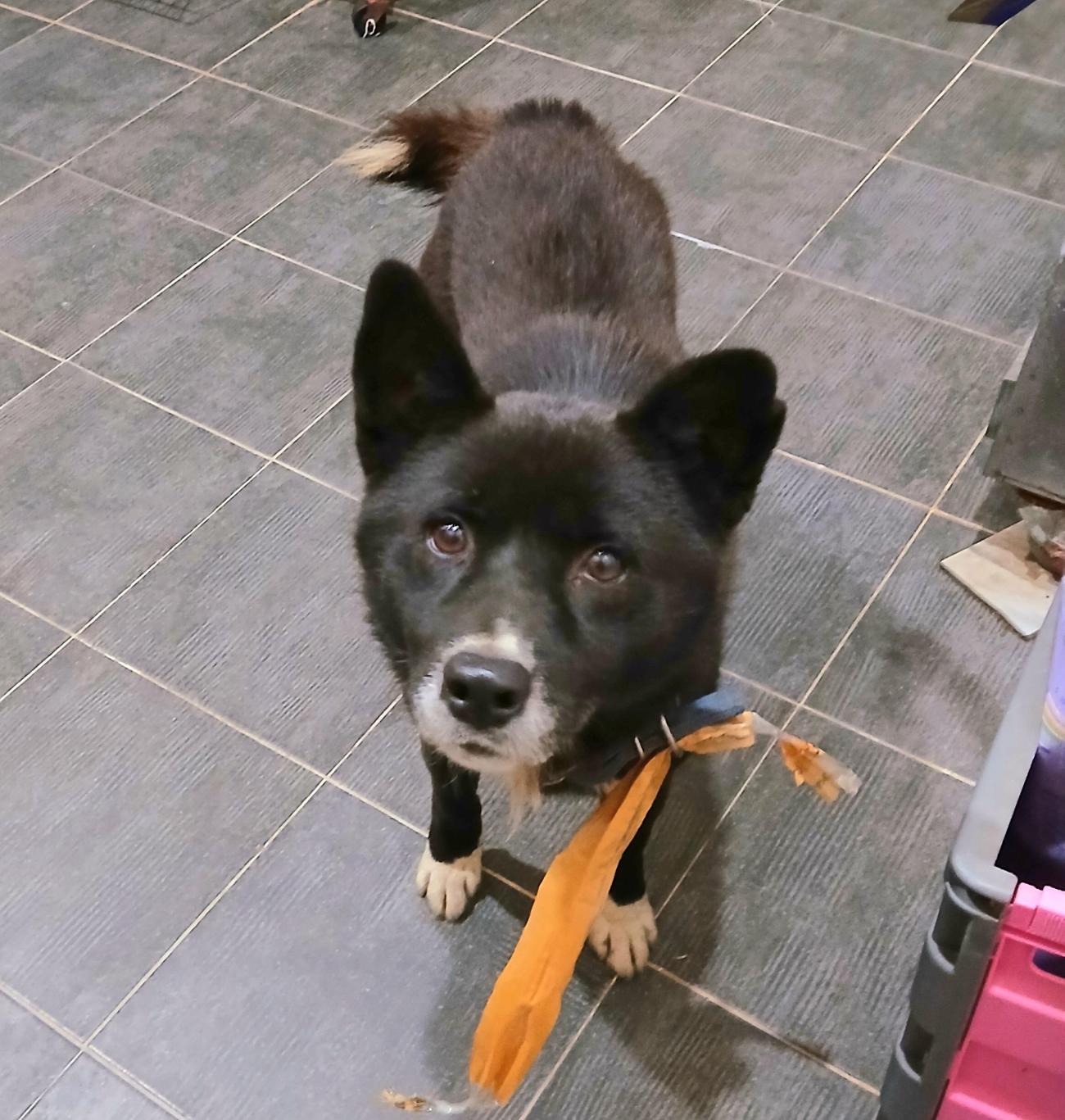 금왕동물병원_443447202501124