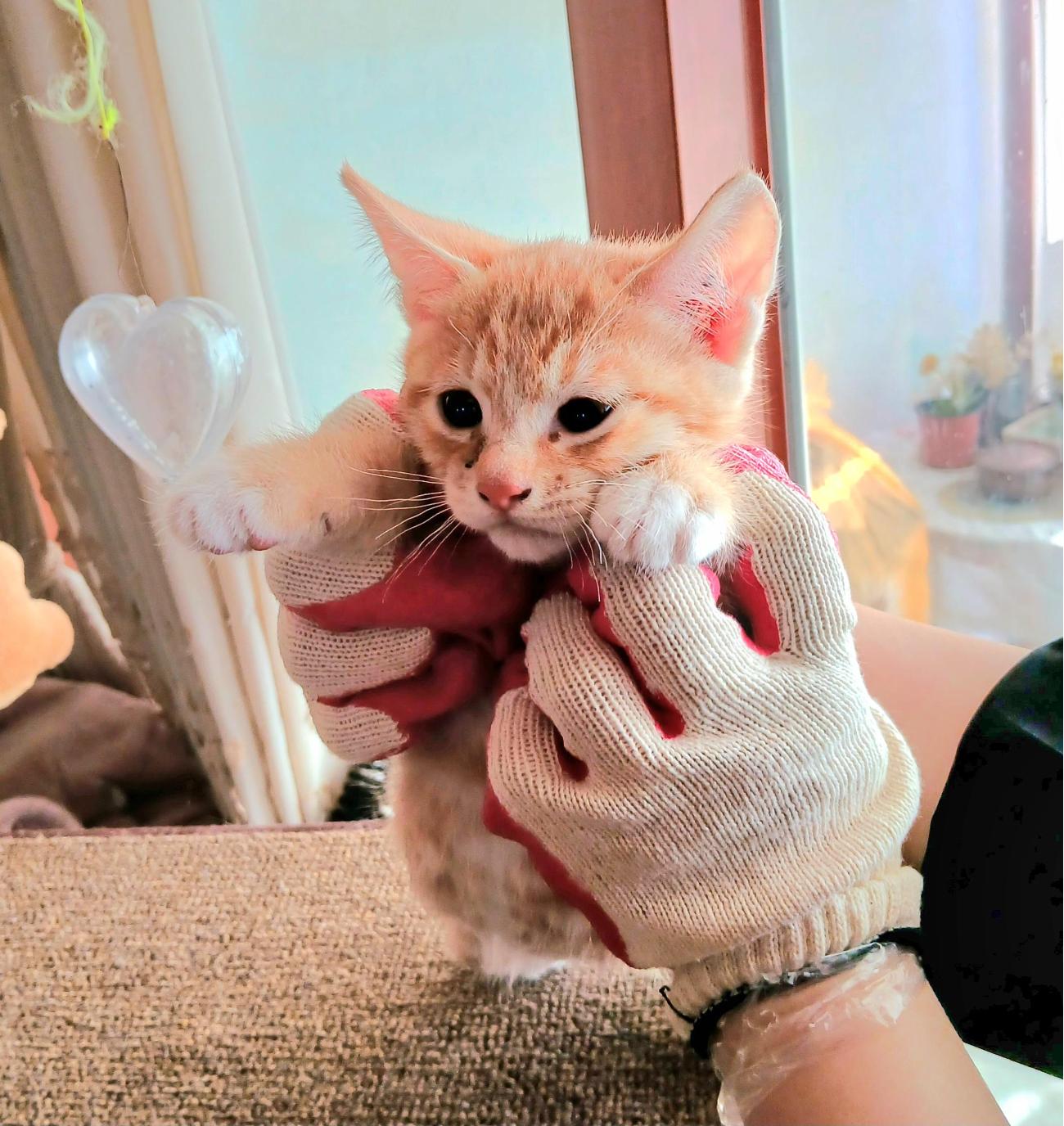 금왕동물병원_443447202501134