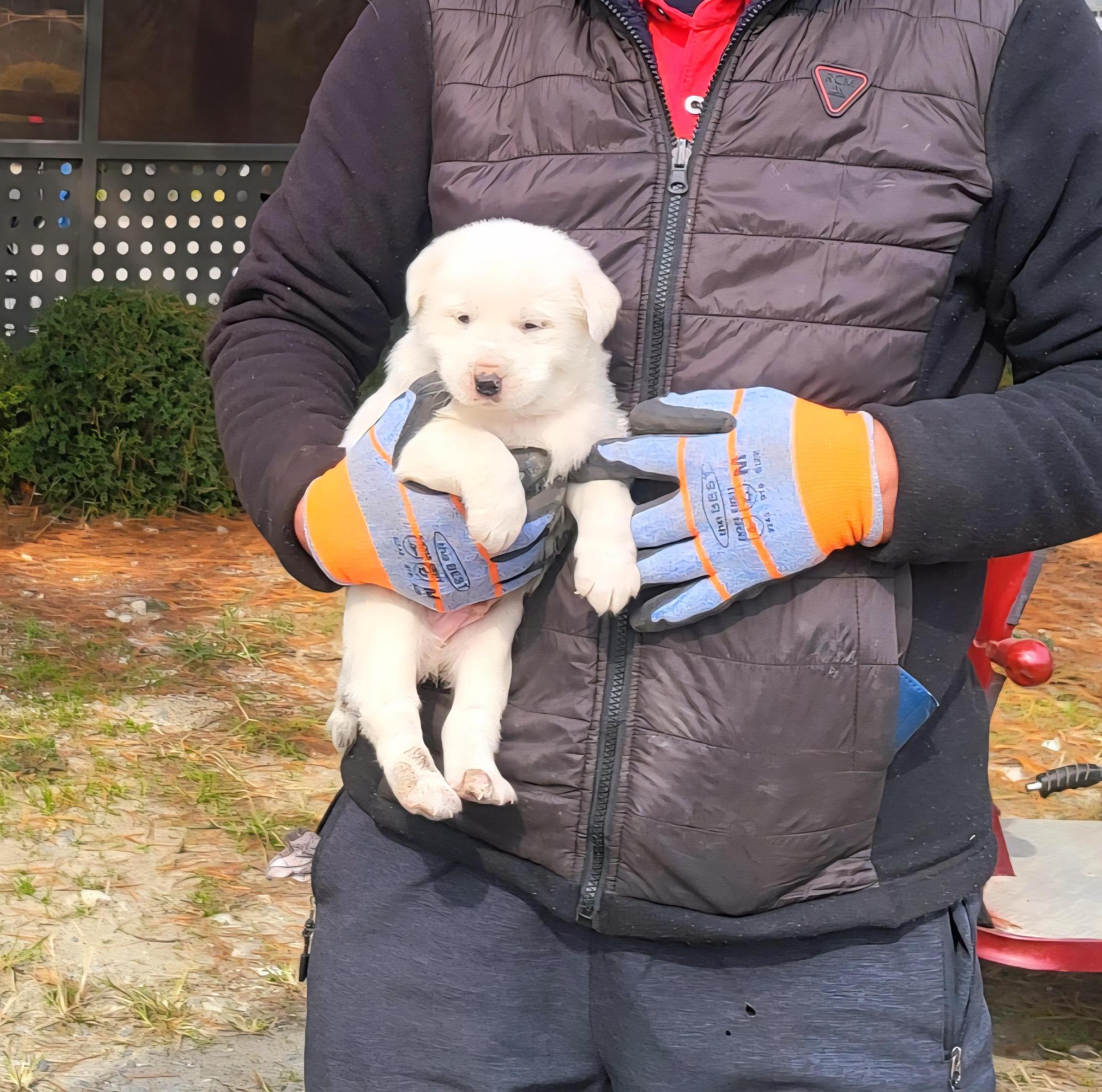 금왕동물병원_443447202501138