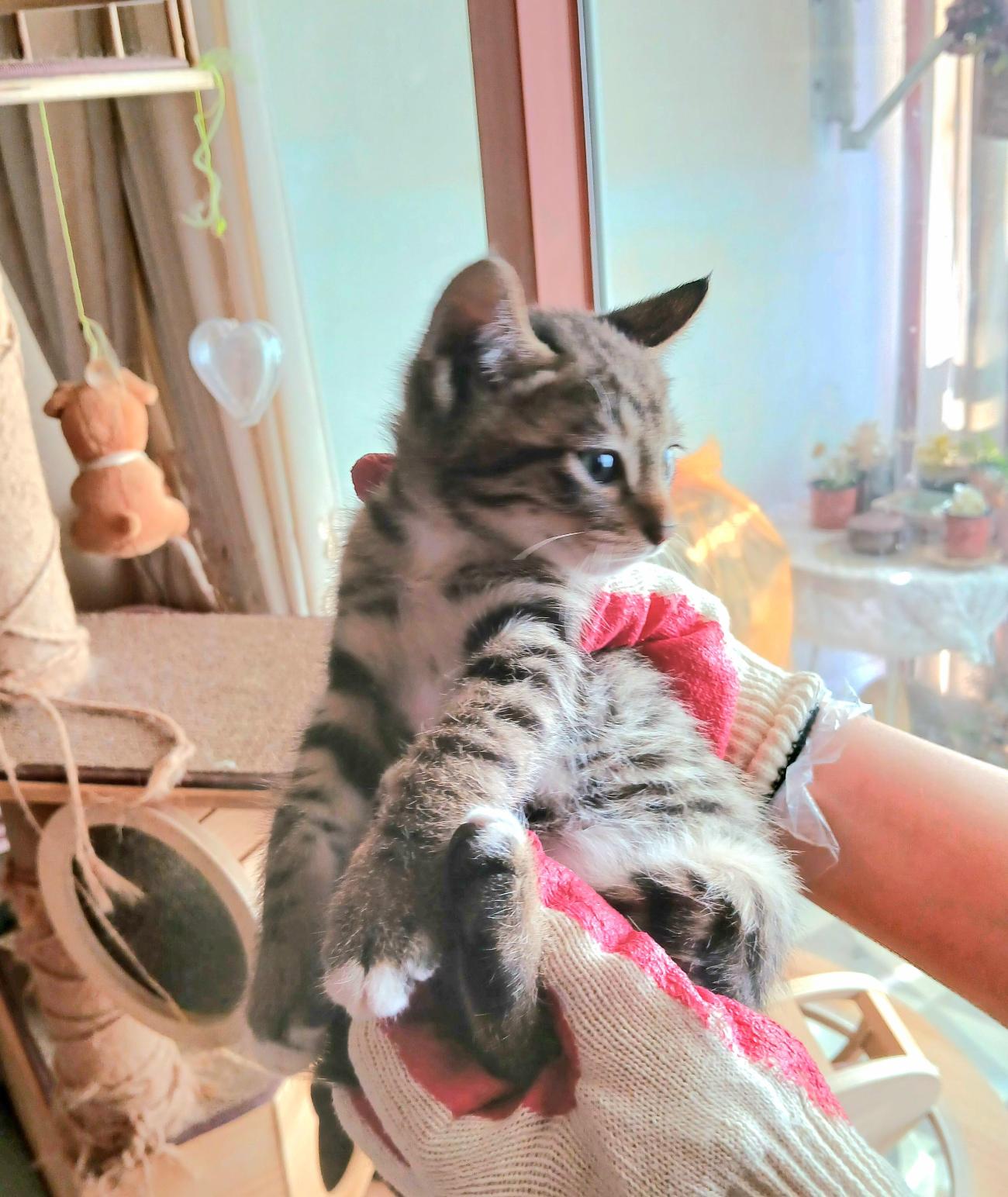 보호중 믹스묘의 가…