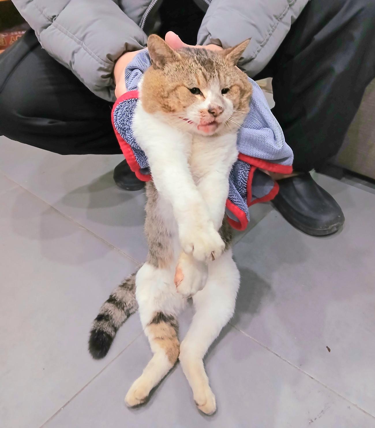 보호중 믹스묘의 가…