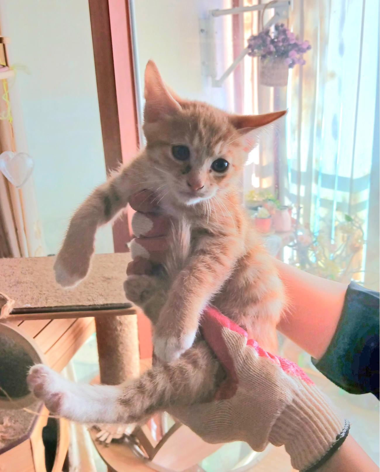 보호중 믹스묘의 가…